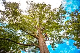 Best Lawn Maintenance Plans  in Leavenworth, KS
