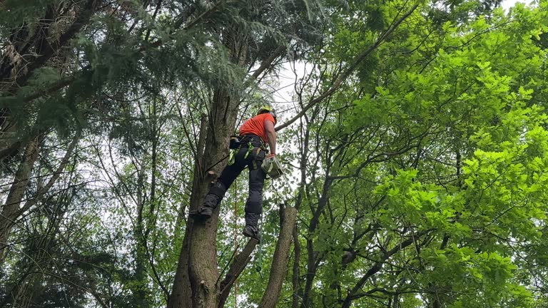 Best Seasonal Cleanup (Spring/Fall)  in Leavenworth, KS