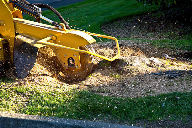 Best Storm Damage Tree Cleanup  in Leavenworth, KS