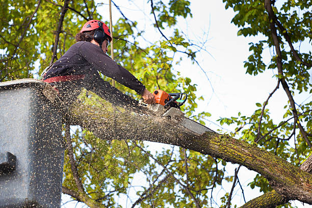 Best Organic Lawn Care Solutions  in Leavenworth, KS